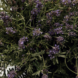 Высокого качества Dolce&Gabbana - DGVIB3 100 ml