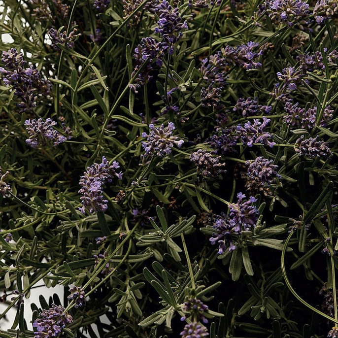 Высокого качества Dolce&Gabbana - DGVIB3 100 ml