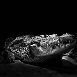 Rasasi - Rumz Al Rasasi 9459 Pour Lui, 50 ml