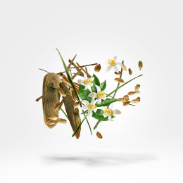 Оригинал Xerjoff Shooting Stars Oesel Parfum 50 ml