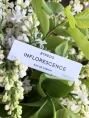 Пробник Оригинал BYREDO Inflorescence Eau De Parfum 2 ml