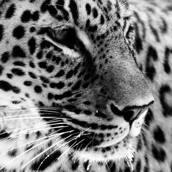 Rasasi - Rumz Al Rasasi 9453 Pour Elle, 50 ml