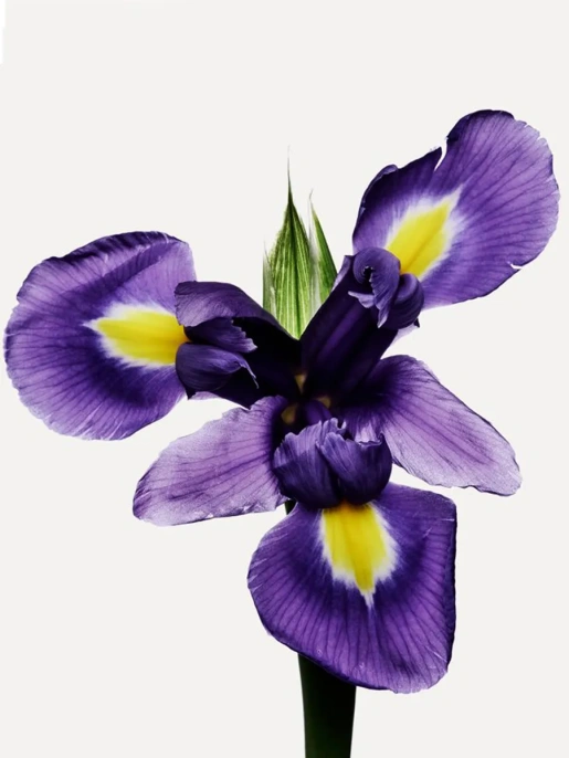 Пробник Оригинал CARTIER L’Heure Promise I Час Обещаний 3.5 ml