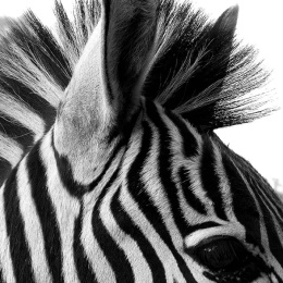 Rasasi - Rumz Al Rasasi 9325 Pour Elle, 50 ml